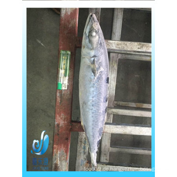 Gefrorene pacific mackerel ganze runde